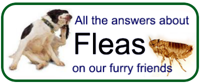 Fleas on our furry friends